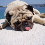 夏バテを食事や食べ物で予防・解消！メニュー＆食材10選！