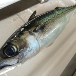 サバの味噌煮や煮付けにできる！2枚おろしの簡単3ステップ！