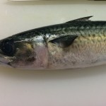 しめさばから炙りしめさばまでの作り方！簡単に作れるレシピ